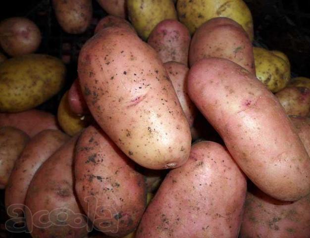 Картофель свежий урожай